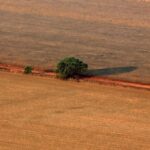 Brasileña Abiove saluda acuerdo para exportar harina de soya a China