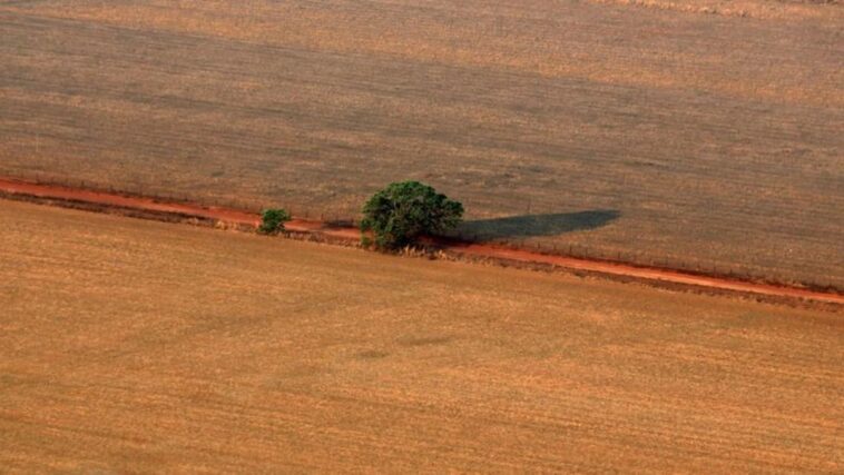 Brasileña Abiove saluda acuerdo para exportar harina de soya a China