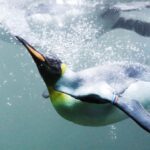 Científicos descubren historia de pingüinos 'ridículamente encantadores'