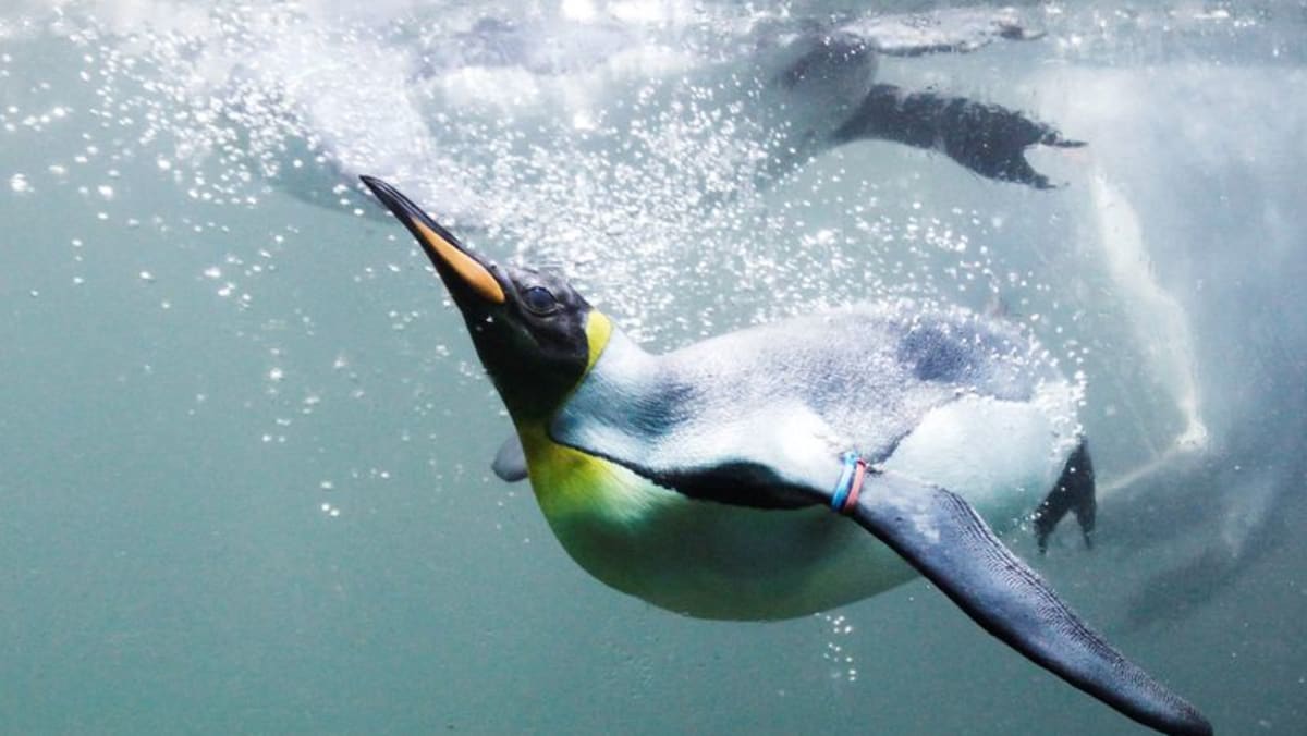Científicos descubren historia de pingüinos 'ridículamente encantadores'