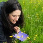 Kate Jones, oficial de conservación de Buglife, inspecciona una abeja en un prado rico en flores silvestres en Shropshire, Reino Unido.