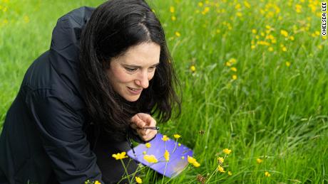 Kate Jones, oficial de conservación de Buglife, inspecciona una abeja en un prado rico en flores silvestres en Shropshire, Reino Unido.