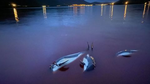 El 12 de septiembre de 2021, una supermanada de 1.428 delfines de lados blancos del Atlántico fue conducida a aguas poco profundas en la playa de Skalabotnur y asesinada.
