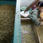 Las exportaciones de café de Vietnam en junio cayeron un 3,5% m/m a 137.403 toneladas: aduanas