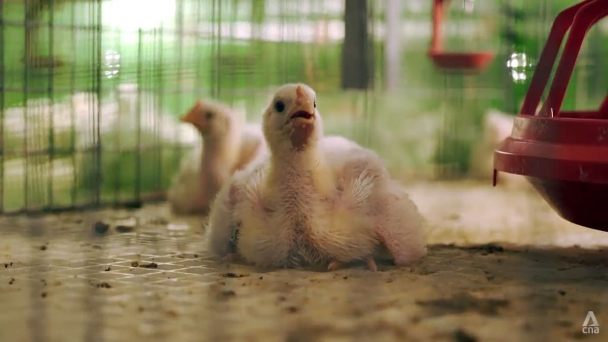 Las verdaderas razones detrás de la escasez de pollos en Malasia y los problemas de los granjeros