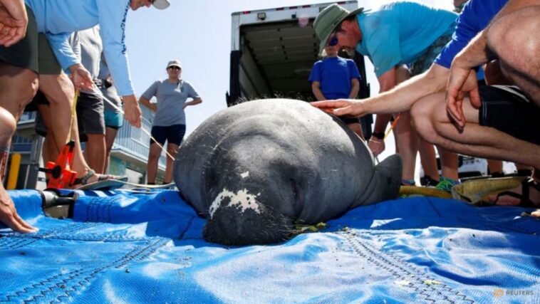 Manatí rescatado liberado en el hábitat natural de Florida después de volar más de 1,000 millas