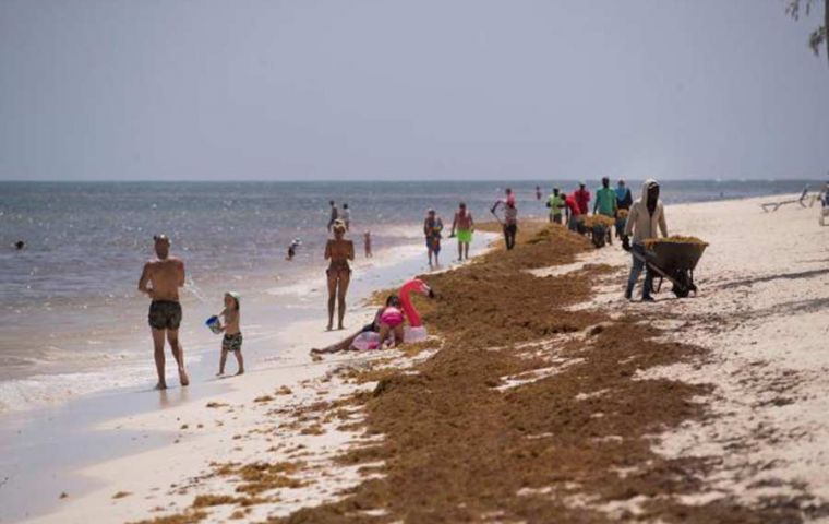 Debido a las condiciones del cambio climático, según científicos, la 'plaga' de invasión de algas sargazo, se ha convertido en una reiterada molestia en las costas del Caribe y México