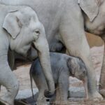 Ruwani se convierte en el tercer elefante en morir por el virus del herpes en el zoológico de Zúrich