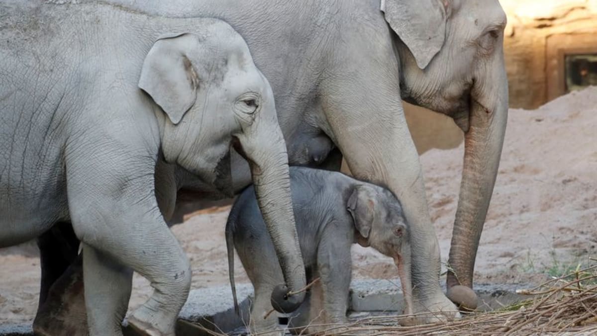 Ruwani se convierte en el tercer elefante en morir por el virus del herpes en el zoológico de Zúrich