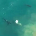 Captura de pantalla del video del ataque de una orca al gran tiburón blanco publicado por Michelle Jewell @TheSharkologist (imágenes de drones de Christiaan Stopforth en un clip exclusivo de Daily Beast del especial Shark Week).