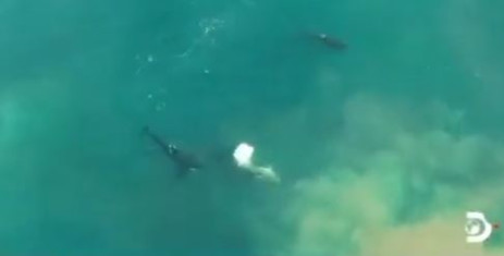 Captura de pantalla del video del ataque de una orca al gran tiburón blanco publicado por Michelle Jewell @TheSharkologist (imágenes de drones de Christiaan Stopforth en un clip exclusivo de Daily Beast del especial Shark Week).