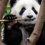 Los pandas desarrollaron su característica más desconcertante hace al menos 6 millones de años