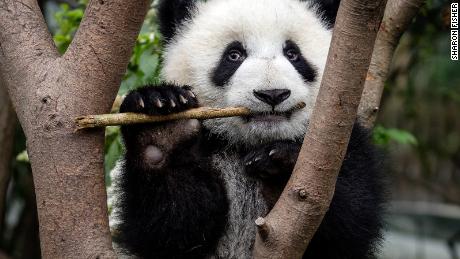 Los pandas desarrollaron su característica más desconcertante hace al menos 6 millones de años