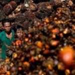 Indonesia reduce el umbral del impuesto a la exportación de aceite de palma crudo a $ 680 / T: ministerio