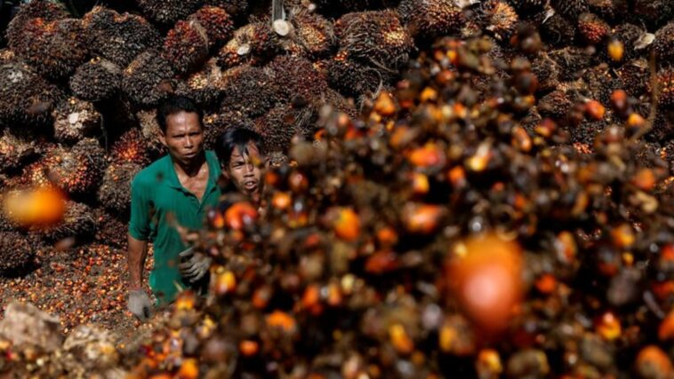 Indonesia reduce el umbral del impuesto a la exportación de aceite de palma crudo a $ 680 / T: ministerio