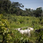 El ganado pasta cerca del bosque cerca de El Capricho, sureste de Colombia