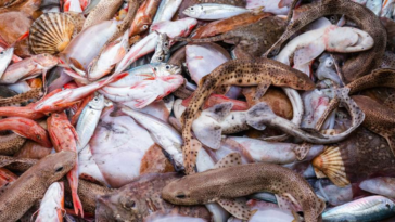 Nueva herramienta pretende enganchar la pesca ilegal dando la alarma a las aseguradoras