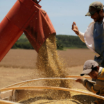 La soja se carga en un camión después de la cosecha en Caagauzu, Paraguay