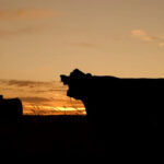 Suspensión de movimiento de ganado se extiende en un intento por frenar la fiebre aftosa