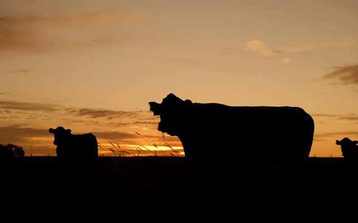 Suspensión de movimiento de ganado se extiende en un intento por frenar la fiebre aftosa