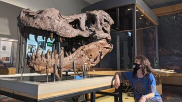 ¿Qué causó los agujeros en la mandíbula de Sue, el tiranosaurio rex?  Los científicos están perplejos
