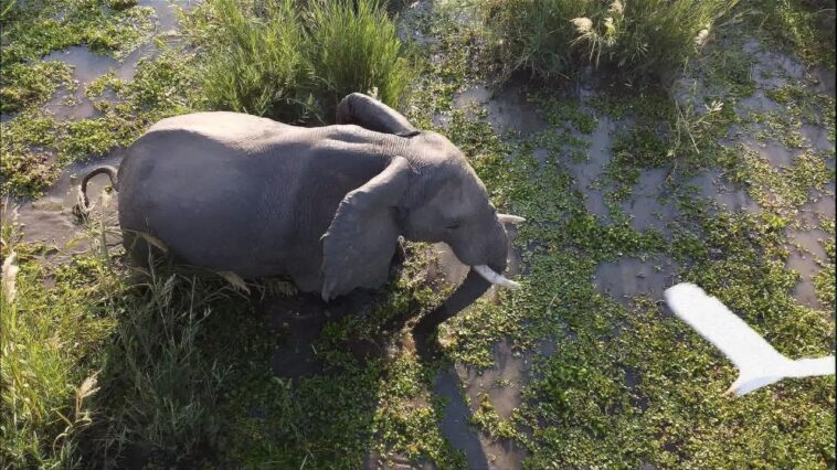 Ataques mortales de elefantes aumentan en Zimbabue