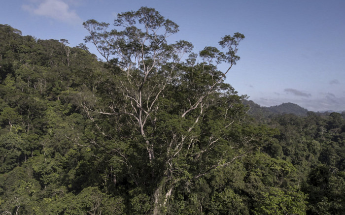 Científicos alcanzan el árbol más alto jamás encontrado en el Amazonas