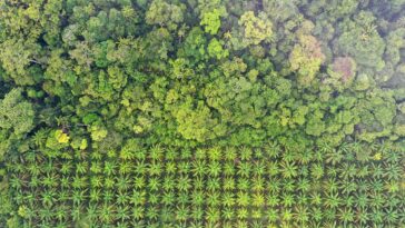 Deforestación: causas y cómo la UE la está abordando |  Noticias |  Parlamento Europeo