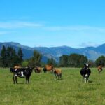 En una granja de Nueva Zelanda, los científicos reducen los eructos de las vacas para salvar el mundo