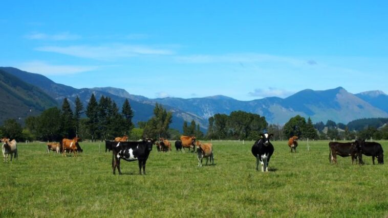 En una granja de Nueva Zelanda, los científicos reducen los eructos de las vacas para salvar el mundo