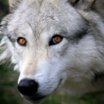 un lobo gris