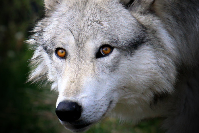 un lobo gris