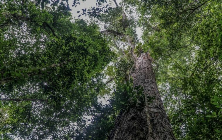 Se cree que el árbol tiene entre 400 y 600 años.