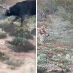 Ocurrió en una zona de matorrales cerca de la frontera entre Argentina y Uruguay, en Gualeguaychú.