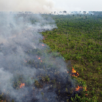 Tala de bosque en Humaitá, en el estado brasileño de Amazonas