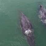 Avistamiento de ballenas en Gabón: Donde las ballenas jorobadas van a dar a luz