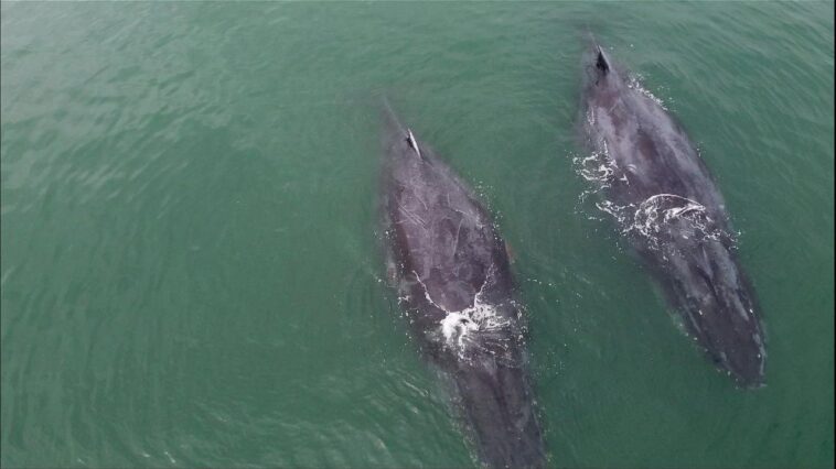 Avistamiento de ballenas en Gabón: Donde las ballenas jorobadas van a dar a luz