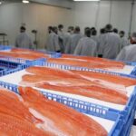 Las ventas de salmón y trucha a Brasil generaron US$ 673 millones entre enero y octubre, un 12,4% más que en igual período del año anterior.