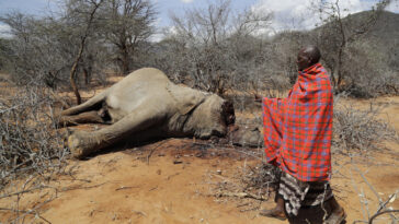 Cientos de animales mueren en reservas de vida silvestre de Kenia en medio de la peor sequía de la región en décadas