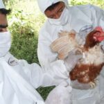 El suministro de calidad de carne de pollo y huevos para consumo humano “está garantizado”, dijeron autoridades ecuatorianas