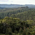 Vista panorámica de la hacienda Vitória con vegetación nativa y plantación de eucaliptos