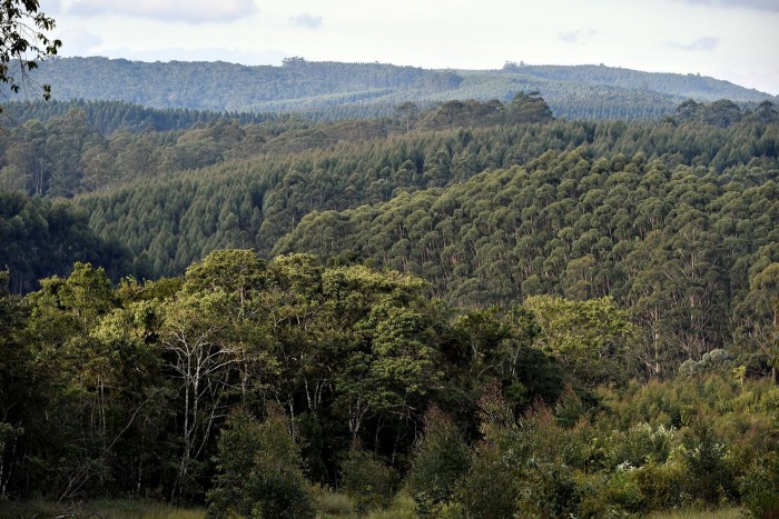 Vista panorámica de la hacienda Vitória con vegetación nativa y plantación de eucaliptos