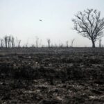 Humedal quemado en el delta del río Paraná en la provincia de Entre Ríos, Rosario, Argentina