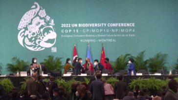 Algunas ONG advierten que el acuerdo de biodiversidad COP15 'devastará vidas indígenas'