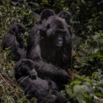 Crisis rebelde en el este de la RD Congo amenaza a los gorilas de montaña en peligro de extinción