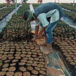 El aceite de palma se comercializará entre 3500 y 5000 rgt/t hasta mayo, analista Mistry