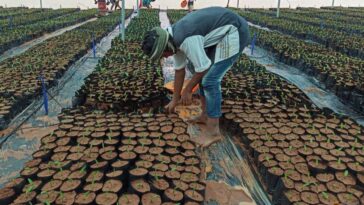 El aceite de palma se comercializará entre 3500 y 5000 rgt/t hasta mayo, analista Mistry