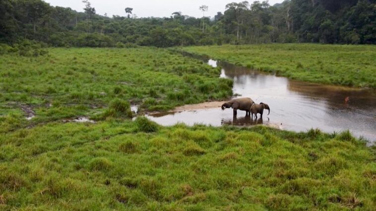 El hotspot de biodiversidad de Gabón ofrece un refugio seguro para las especies en peligro de extinción