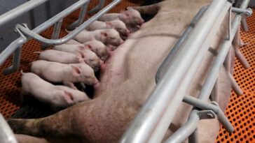 Los futuros del cerdo en China caen por un consumo débil y una gran matanza