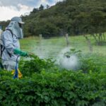 ONG piden al Consejo de Estado belga que suspenda la autorización de dos insecticidas
